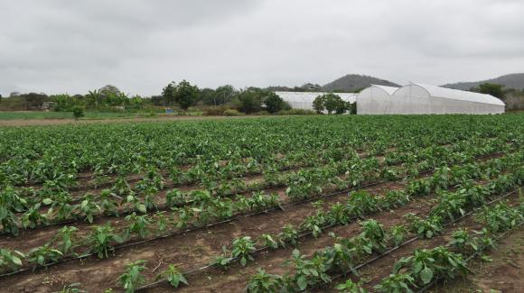 Imagen de uno de los proyectos de cultivo agrícola que apoya el FONPRODE, fondo que cuenta con el apoyo de COFIDES en su gestión