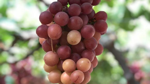 Imagen de un racimo de uva roja