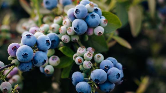 Image of blueberry cultivation