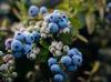 Image of blueberry cultivation