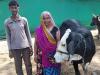 Image of two people on a family livestock farm in India.